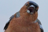 chants_d'oiseaux.rar